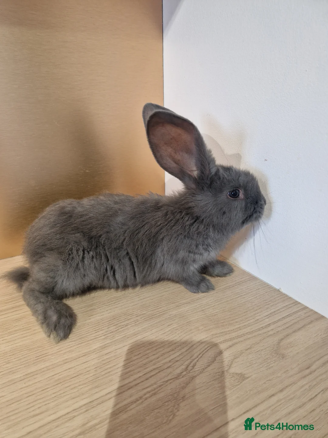 Continental Giant rabbits for sale: Continental Giant Blue  in Carlisle - Advert 2