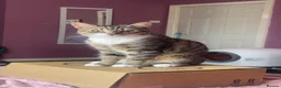 Mixed Breed cats for sale: 2 beautiful cats  - Advert 2