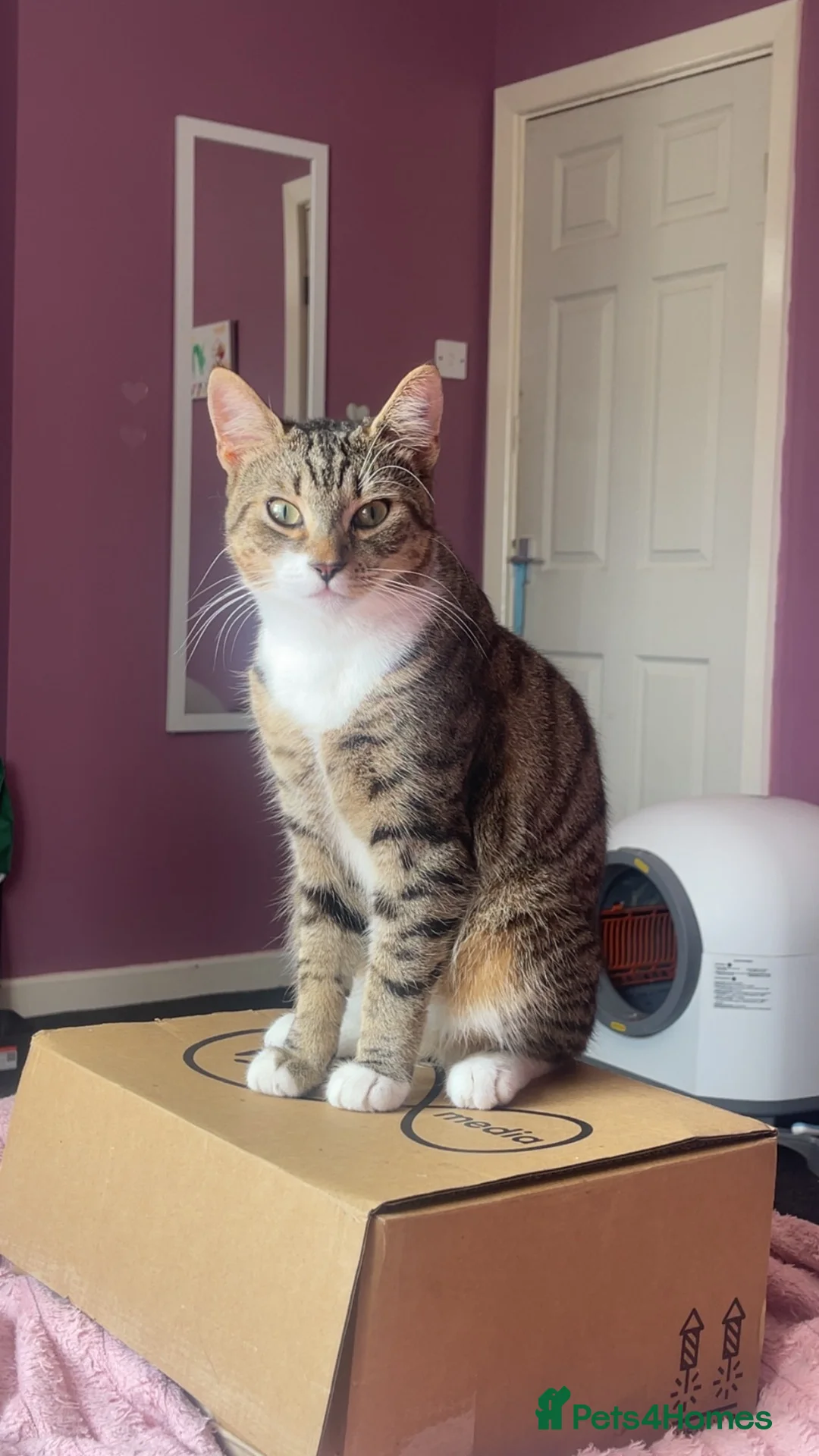Mixed Breed cats for sale: 2 beautiful cats  - Advert 2