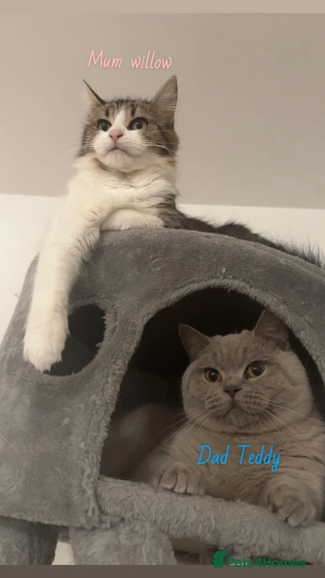 British Shorthair cats for sale: British shorthair cross  - Advert 1