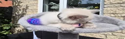 Ragdoll cats for sale: 💙 Blue Point Ragdolls 💙 - Advert 14
