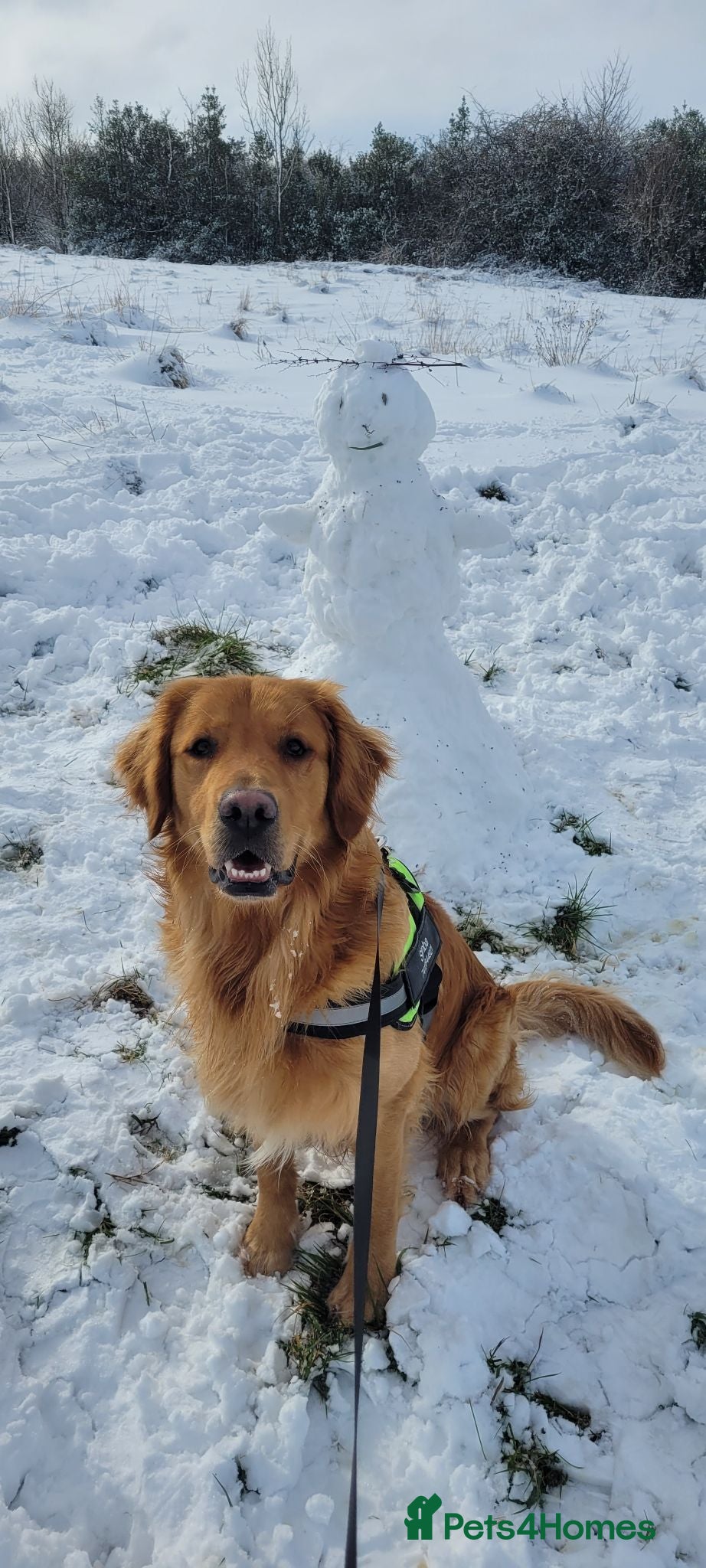 Golden Retriever dogs KC Registered/hips,elbow tested. - Advert 6