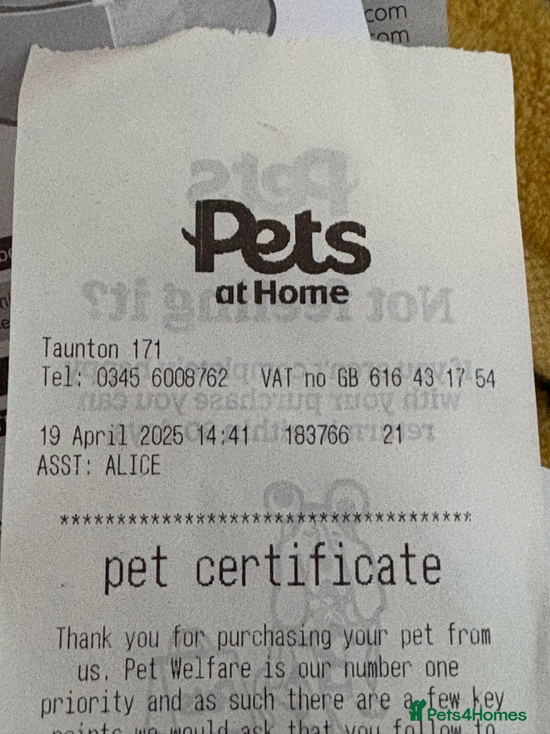 Guinea Pig rodents for sale: Meet Ted & Tigger Looking For A Happy Home - Advert 4