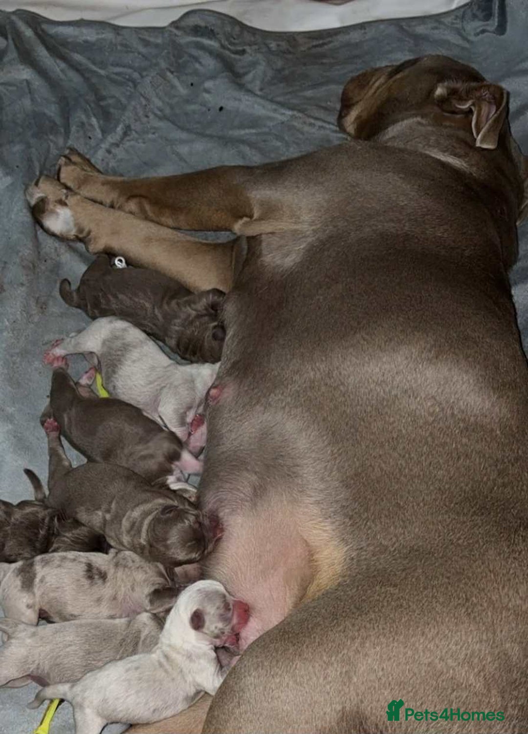 Olde English Bulldogge dogs for sale: Olde English bulldog puppies  - Advert 10