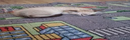 Mixed Breed cats for sale: Mixed ragdoll in Woking - Advert 11
