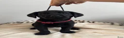 Labrador Retriever dogs for sale: Kelwyn Litter - Advert 10