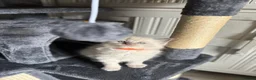 Ragdoll cats for sale: Beautiful Ragdoll Kittens – Health Tested Parents. - Advert 10