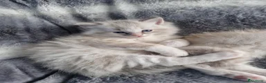Ragdoll 1