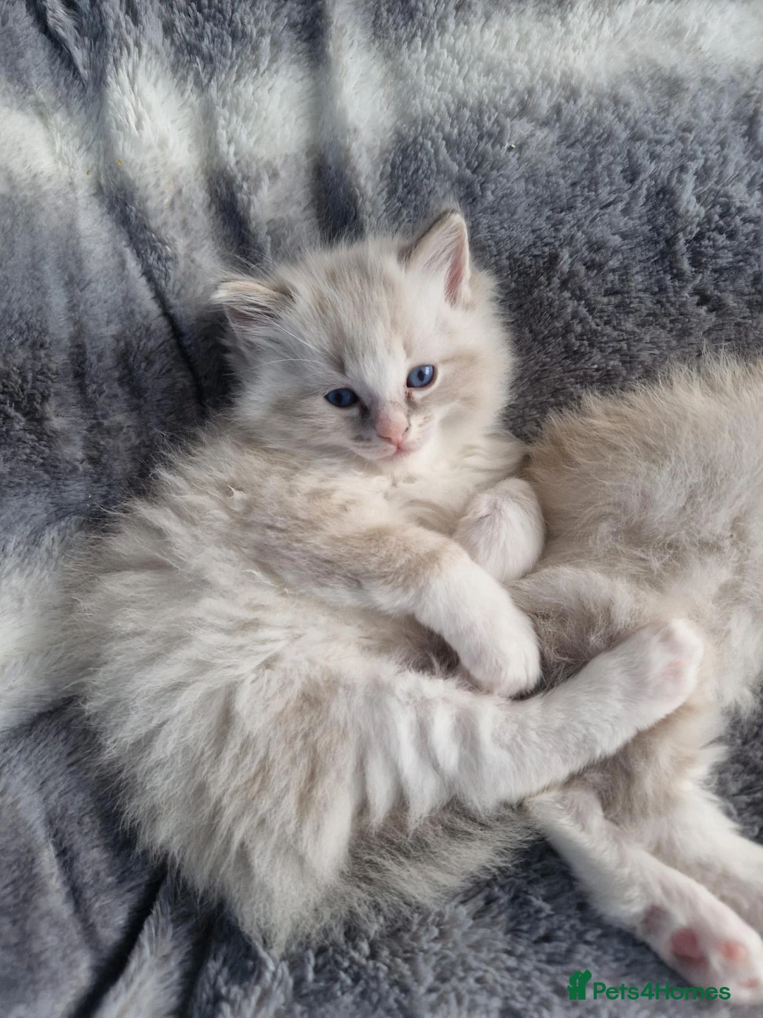 Ragdoll cats for sale: Gorgeous Ragdoll Kitten - Advert 2