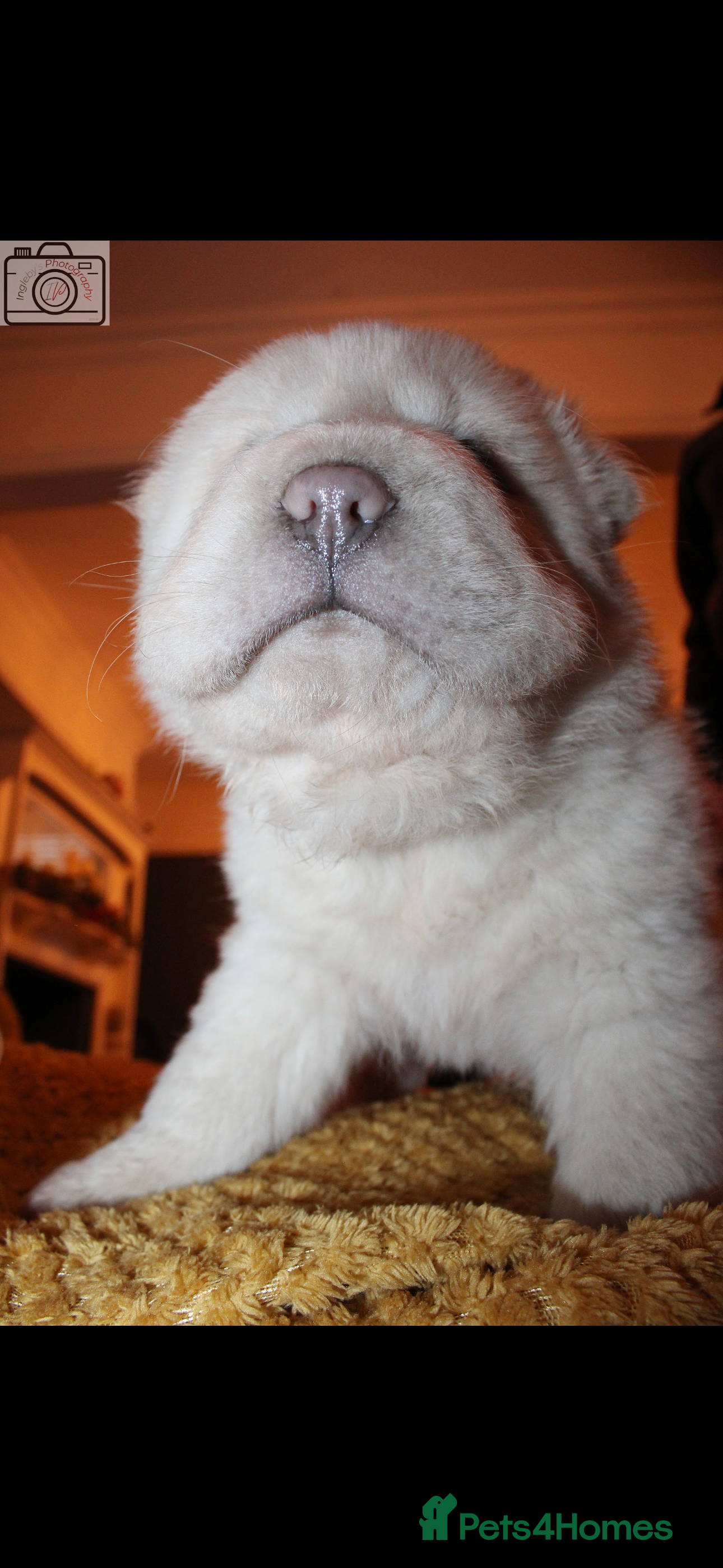 Shar Pei dogs Last white bears boy left ready to leave now 🐻 🐻 - Advert 4