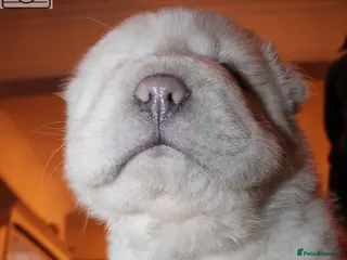 Shar Pei dogs Last white bears boy left ready to leave now 🐻 🐻 - Advert 4