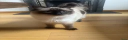 Ragdoll cats for sale: Female Ragdoll one year old  - Advert 5