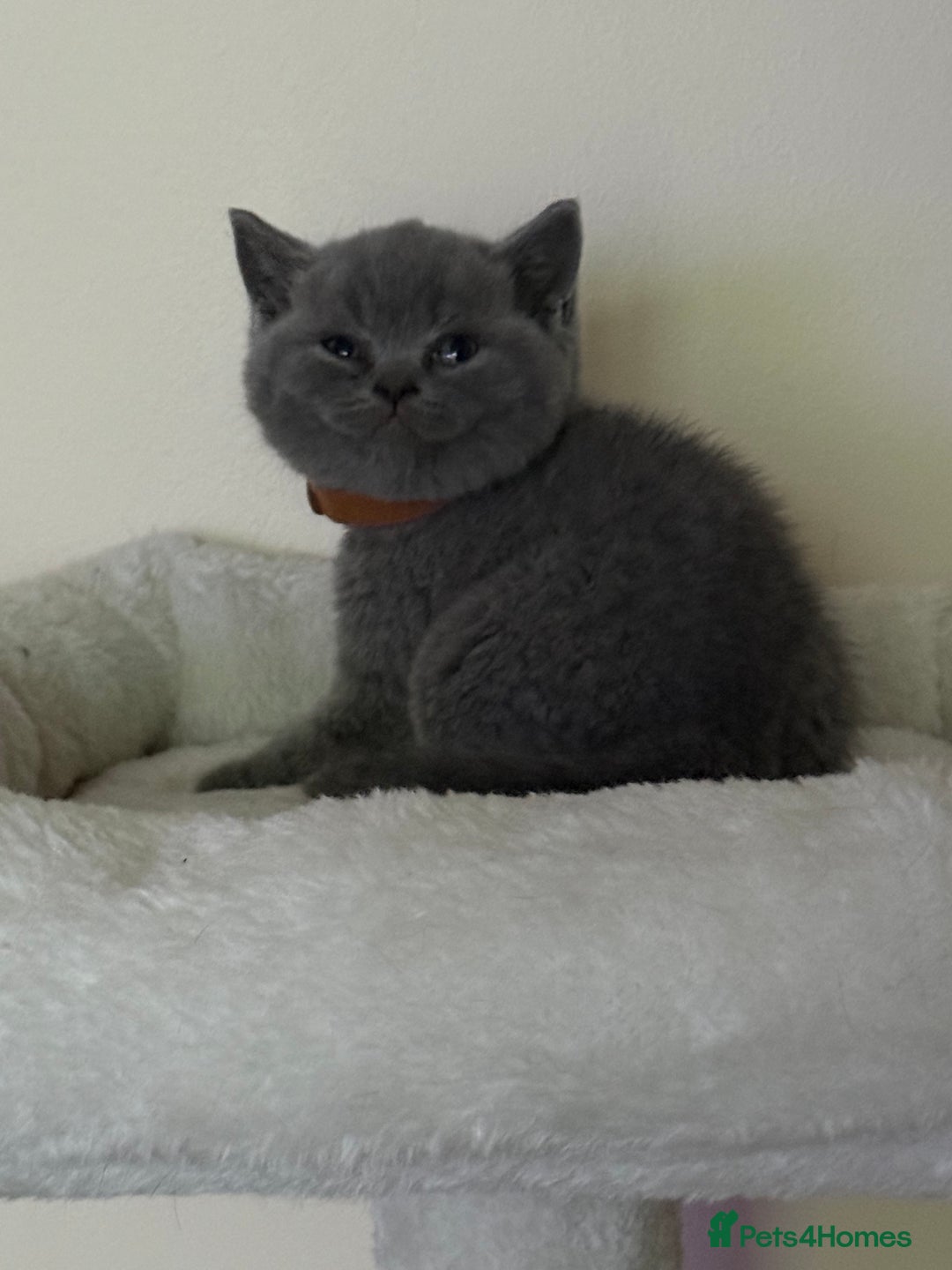 British Shorthair cats for sale: british shorthair kittens  - Advert 8