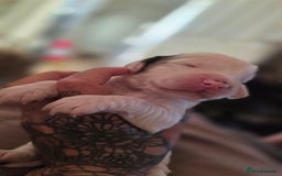 Mixed Breed dogs for sale: Beautiful cocker spaniels - Image 3