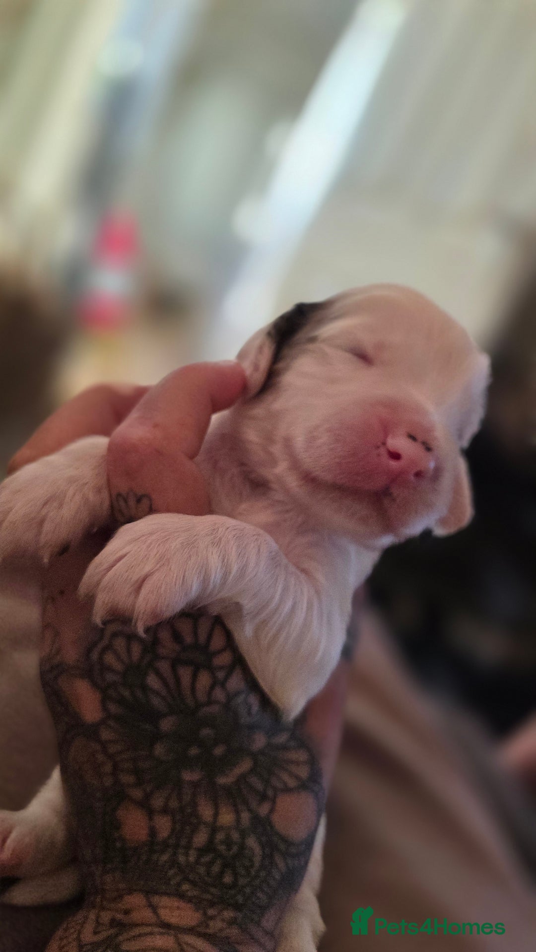 Mixed Breed dogs for sale: Beautiful cocker spaniels - Image 3