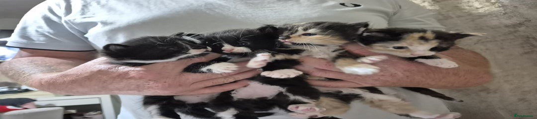 Mixed Breed Kitten 4