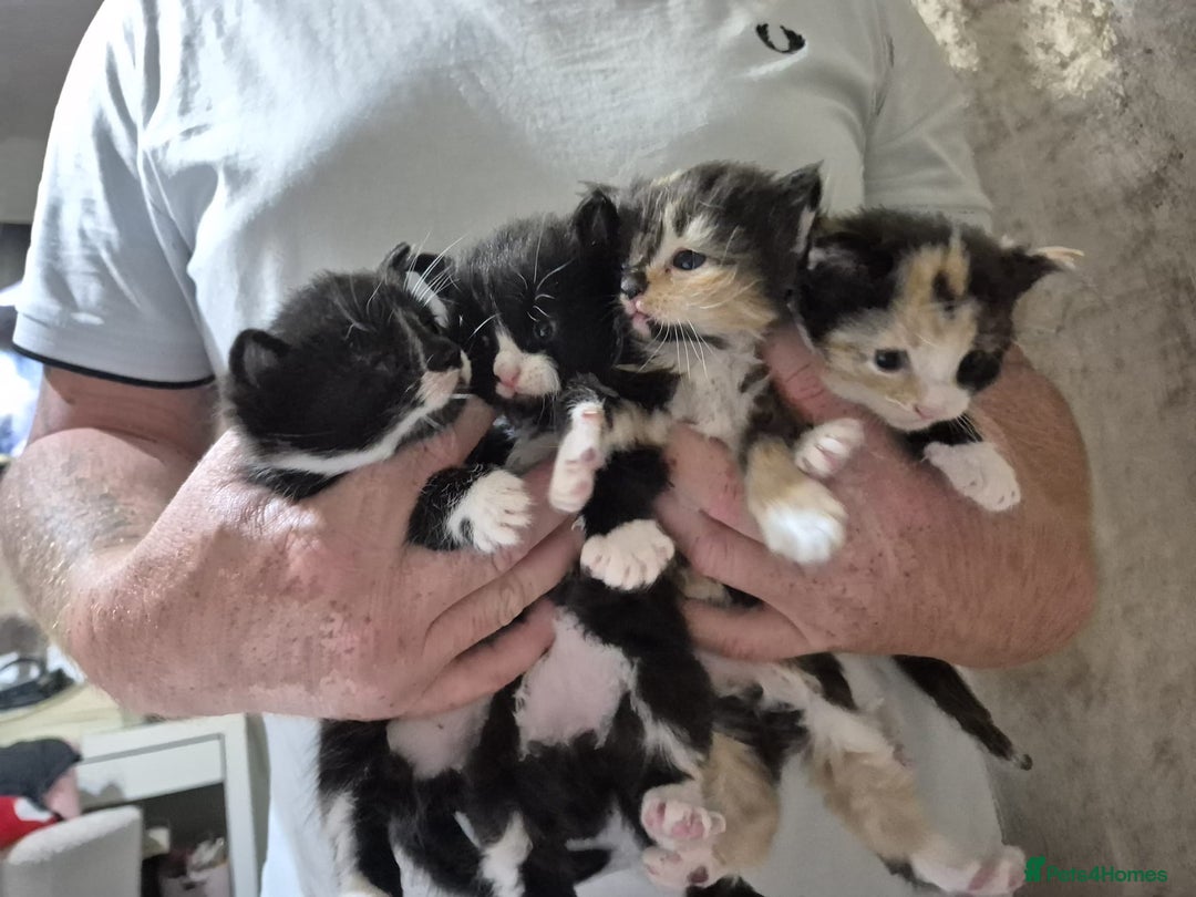 Mixed Breed cats for sale: Beautiful kittens  - Image 2