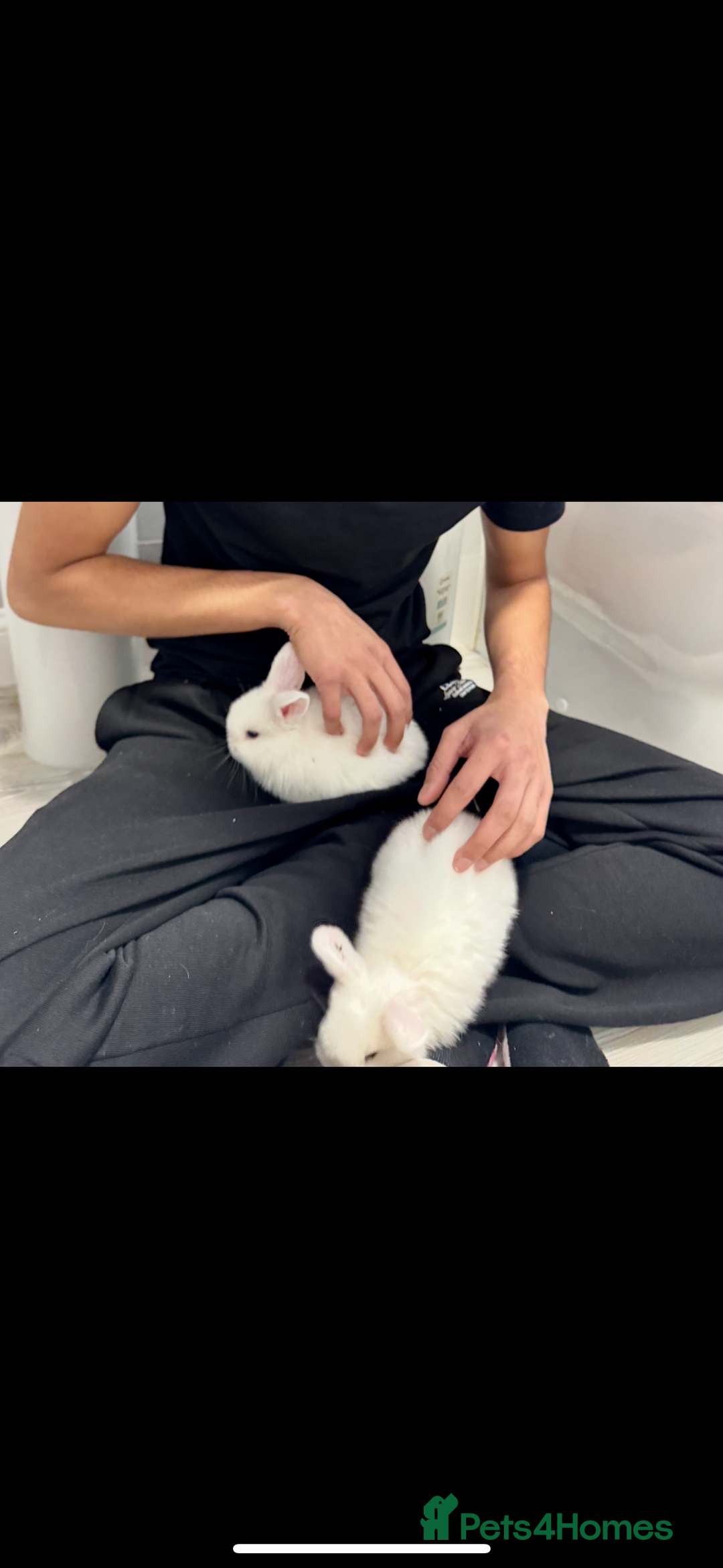 Mini Lop rabbits for sale: Mixed Mini Lops - Advert 3