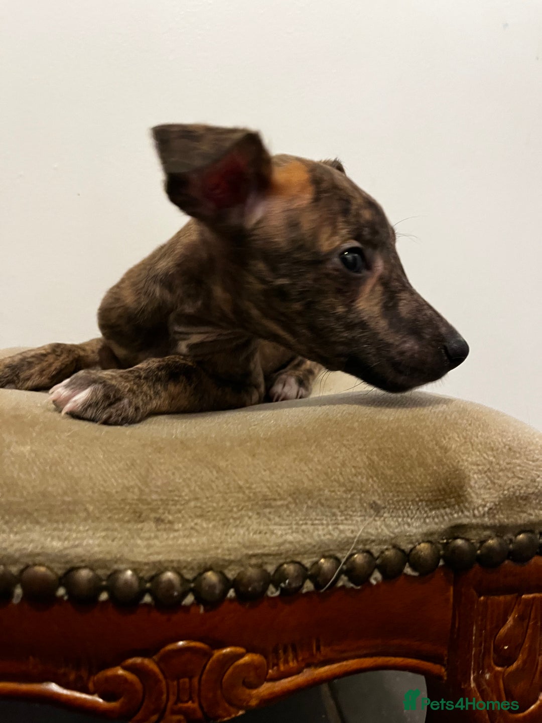 Whippet dogs for sale: Stunning KC Male - Advert 4