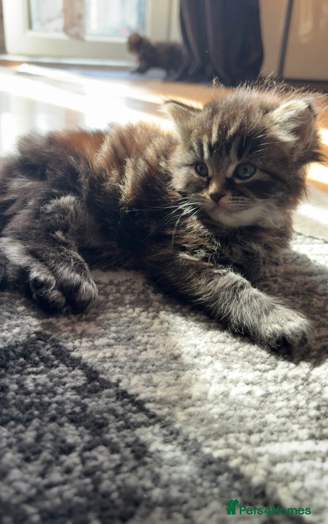Mixed Breed cats for sale: Ragdoll x kittens  - Advert 10