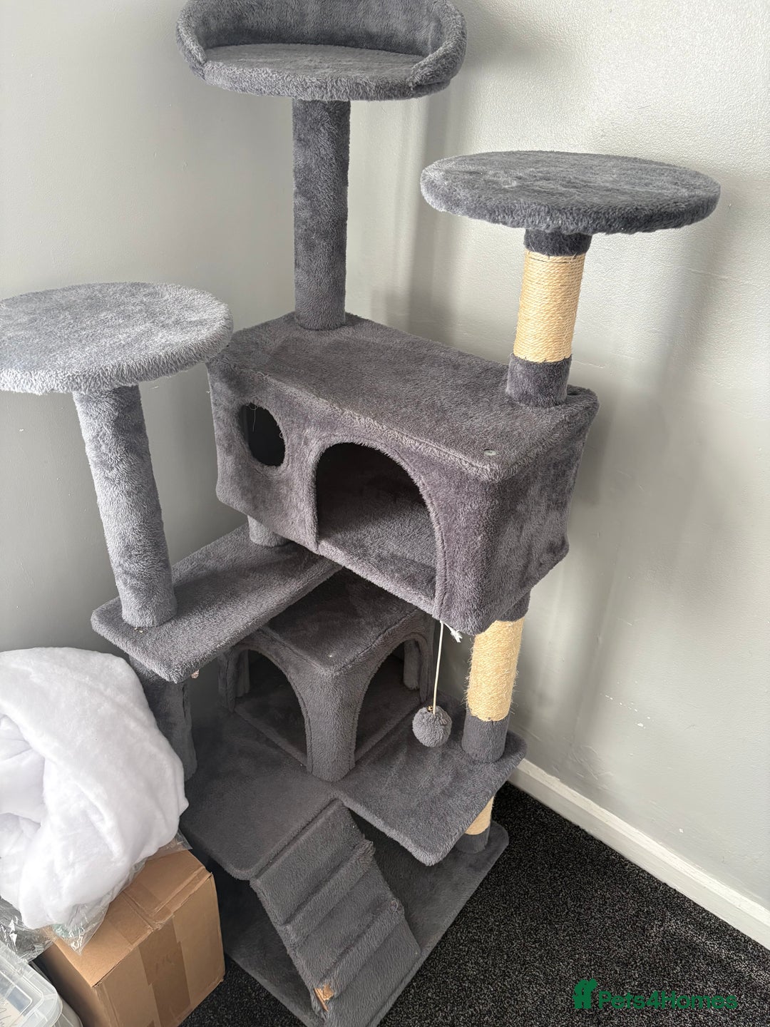 British Shorthair cats for sale: Pale grey female kitten  - Advert 15