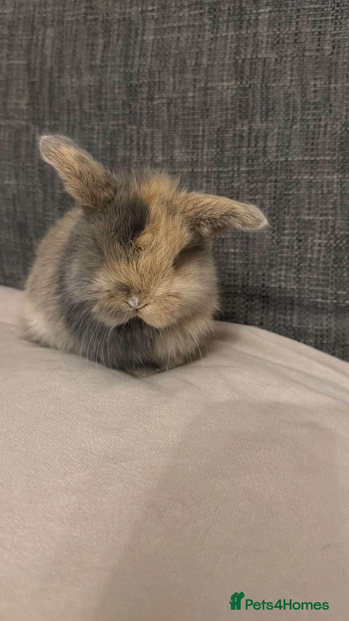 Mini Lop rabbits Beautiful mini lop bunnies - Advert 20