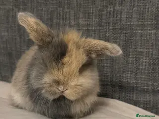 Mini Lop rabbits Beautiful mini lop bunnies - Advert 20