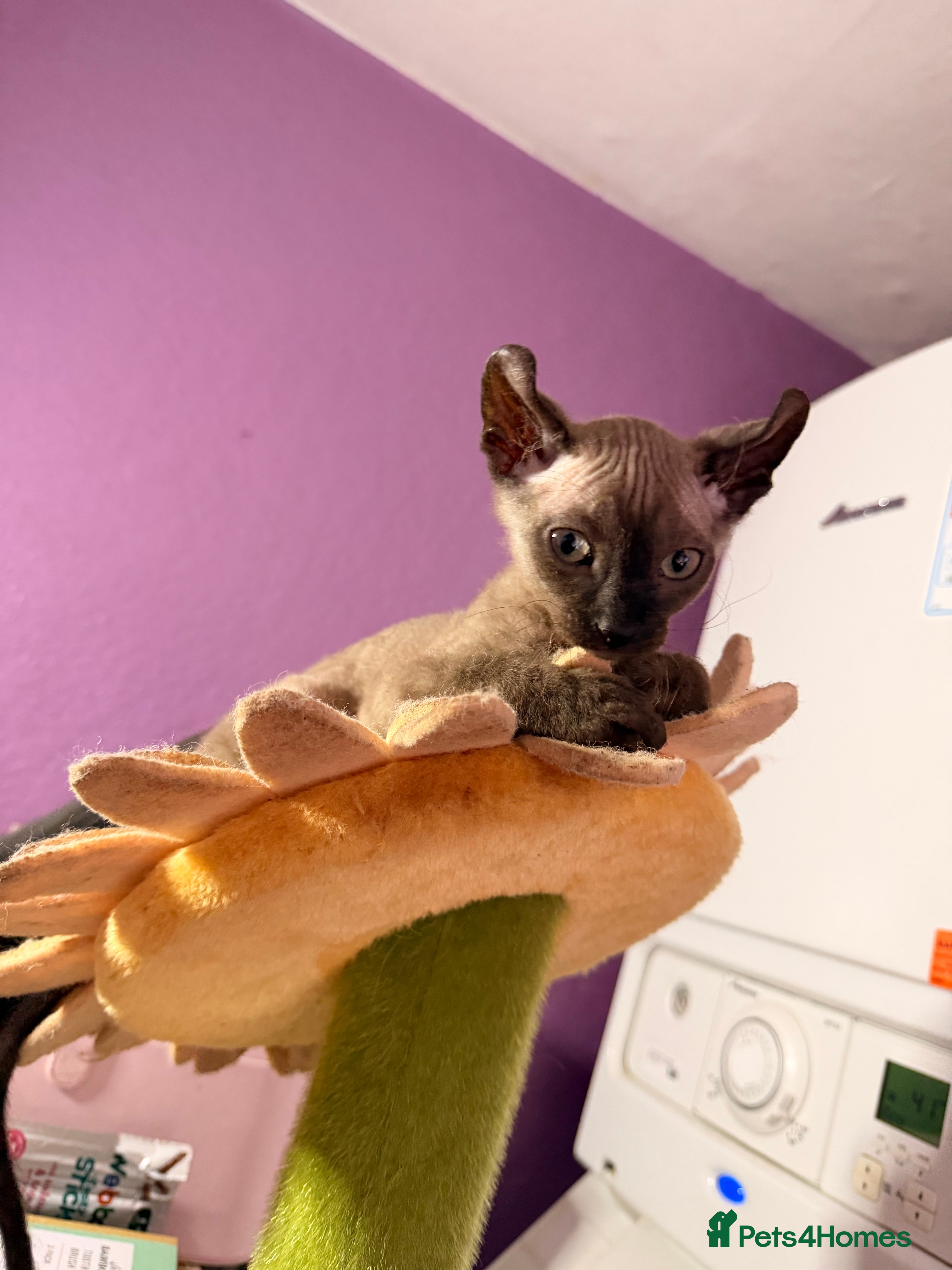 Sphynx cats 2 beautiful boys left 🐾🤎🖤 - Advert 17