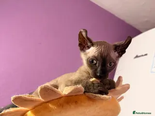 Sphynx cats 2 beautiful boys left 🐾🤎🖤 - Advert 17