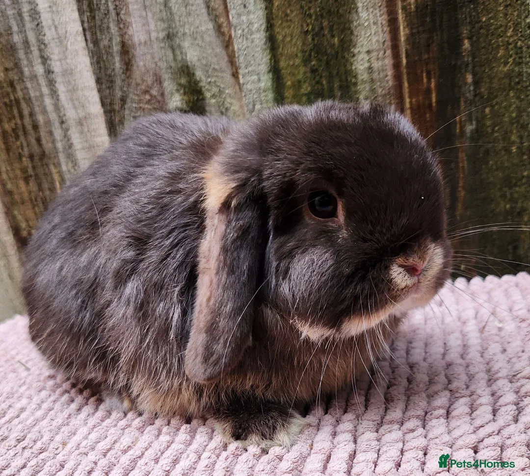 Mini Lop rabbits for sale: Mini lop bucks  in Romsey - Advert 2
