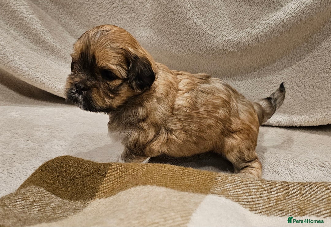 Lhasa Apso dogs for sale: Stunning pedigree Lhasa Apso Puppies - Advert 26