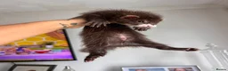 Ferret rodents for sale: FullangoraHob/1semiAngoraJill silver/2sableFullJil - Advert 16