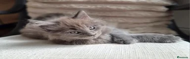 Maine Coon 1 available 