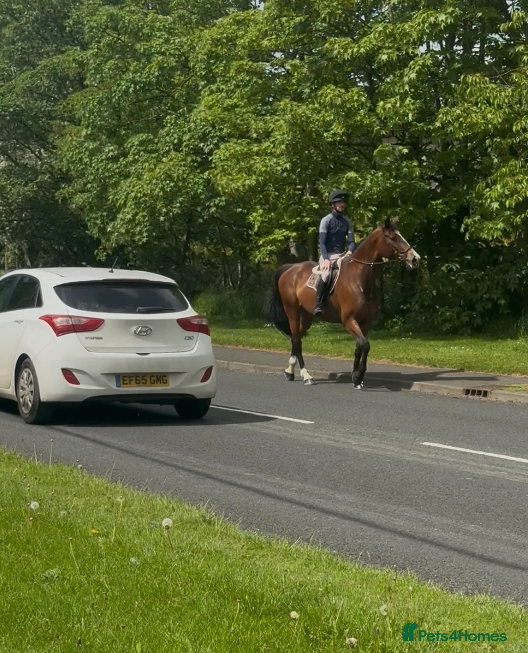 Belgian Warmblood horses for sale: 16.2hh safe mare  - Advert 3