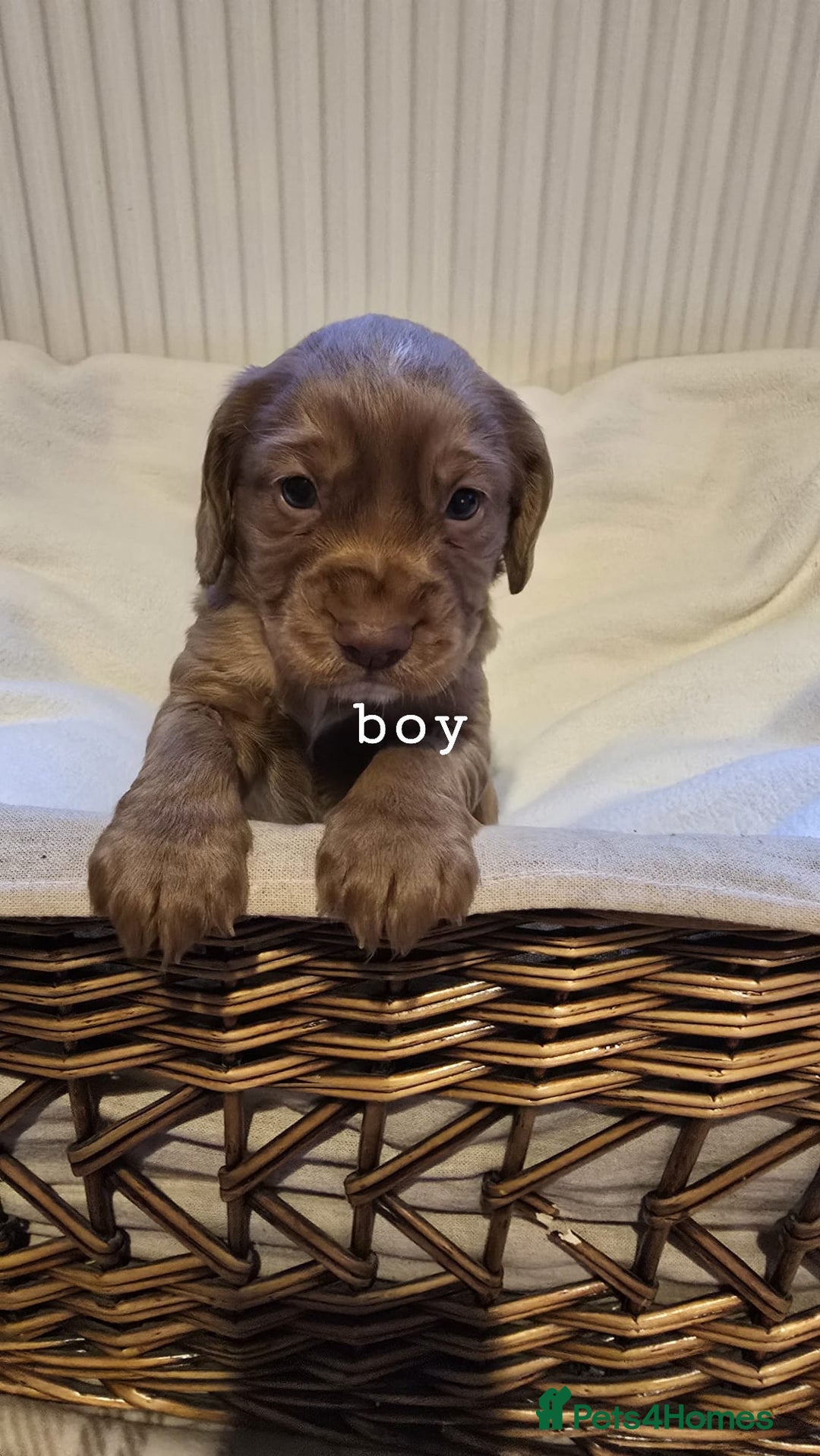 Cocker Spaniel dogs for sale: 3 beautiful working cocker spaniel pups  - Advert 13