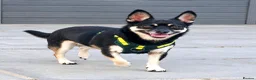 Mixed Breed dogs for adoption: Gorgeous Little Boy For Adoption  - Advert 1