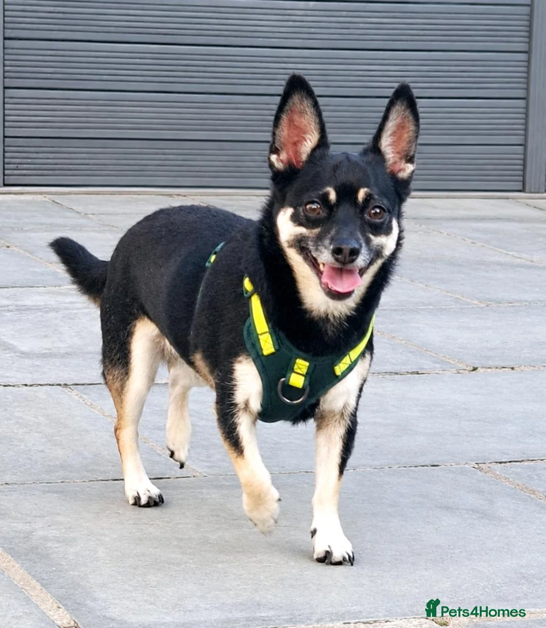 Mixed Breed dogs for adoption: Gorgeous Little Boy For Adoption  - Advert 1