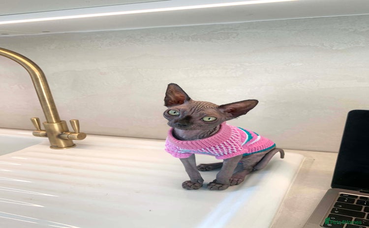 Sphynx cats - Advert 1