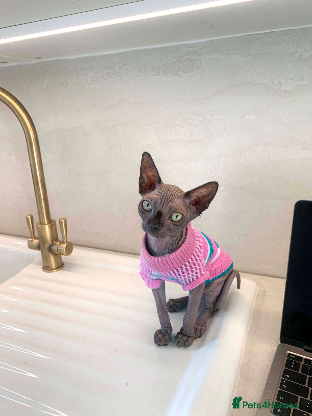 Sphynx cats for sale: Champion sphynx kitten - Image 1