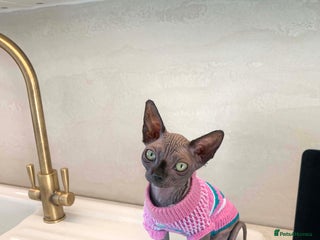 Sphynx cats - Advert 14