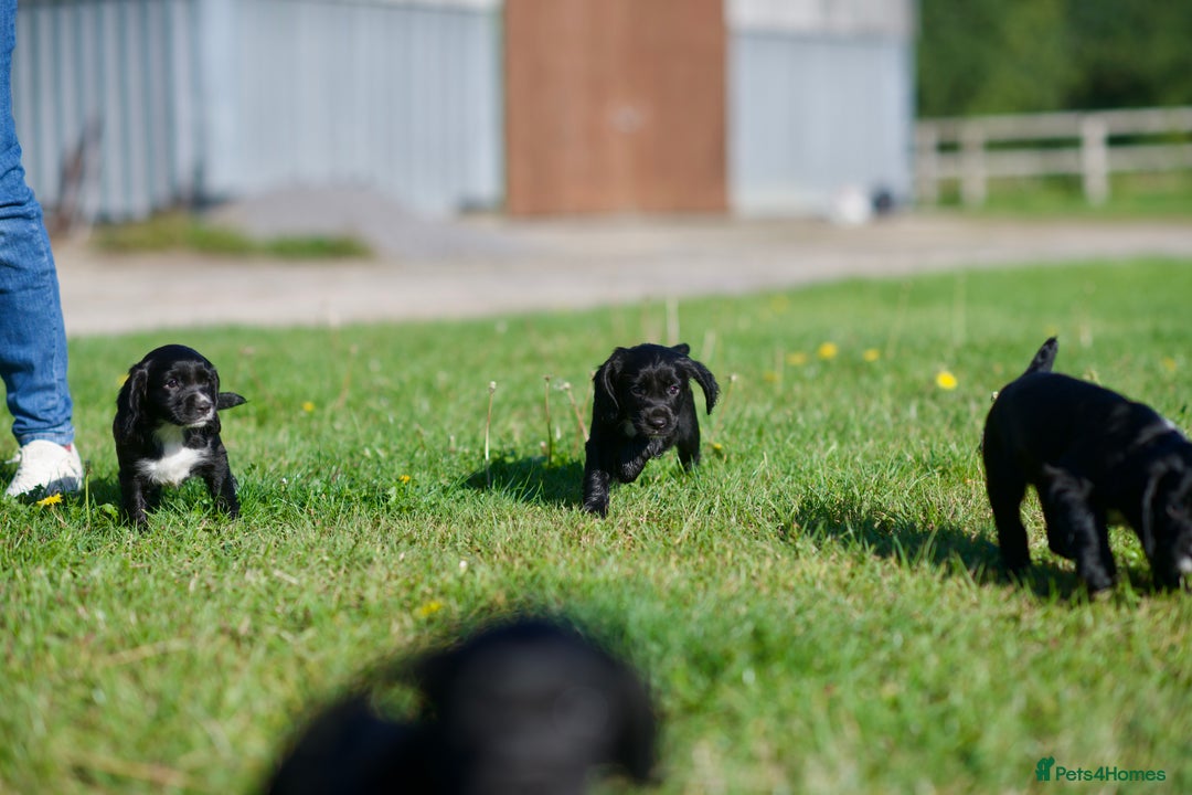 Cocker Spaniel dogs for sale: KC Reg – Fully Health Tested – Working Cocker Pups - Image 15