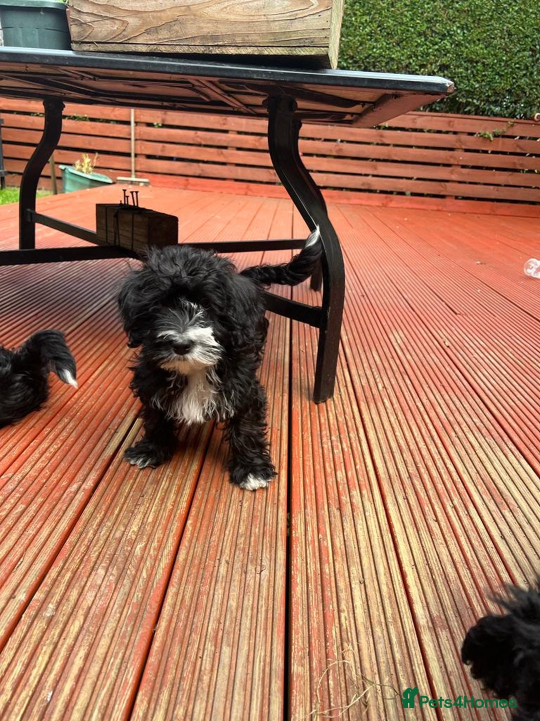 Toy Poodle dogs for stud: Beautiful, proven toy poodle for stud - Advert 16