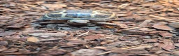 Tortoise reptiles for sale: Horsefield Tortoise in Stockton-on-Tees - Advert 2