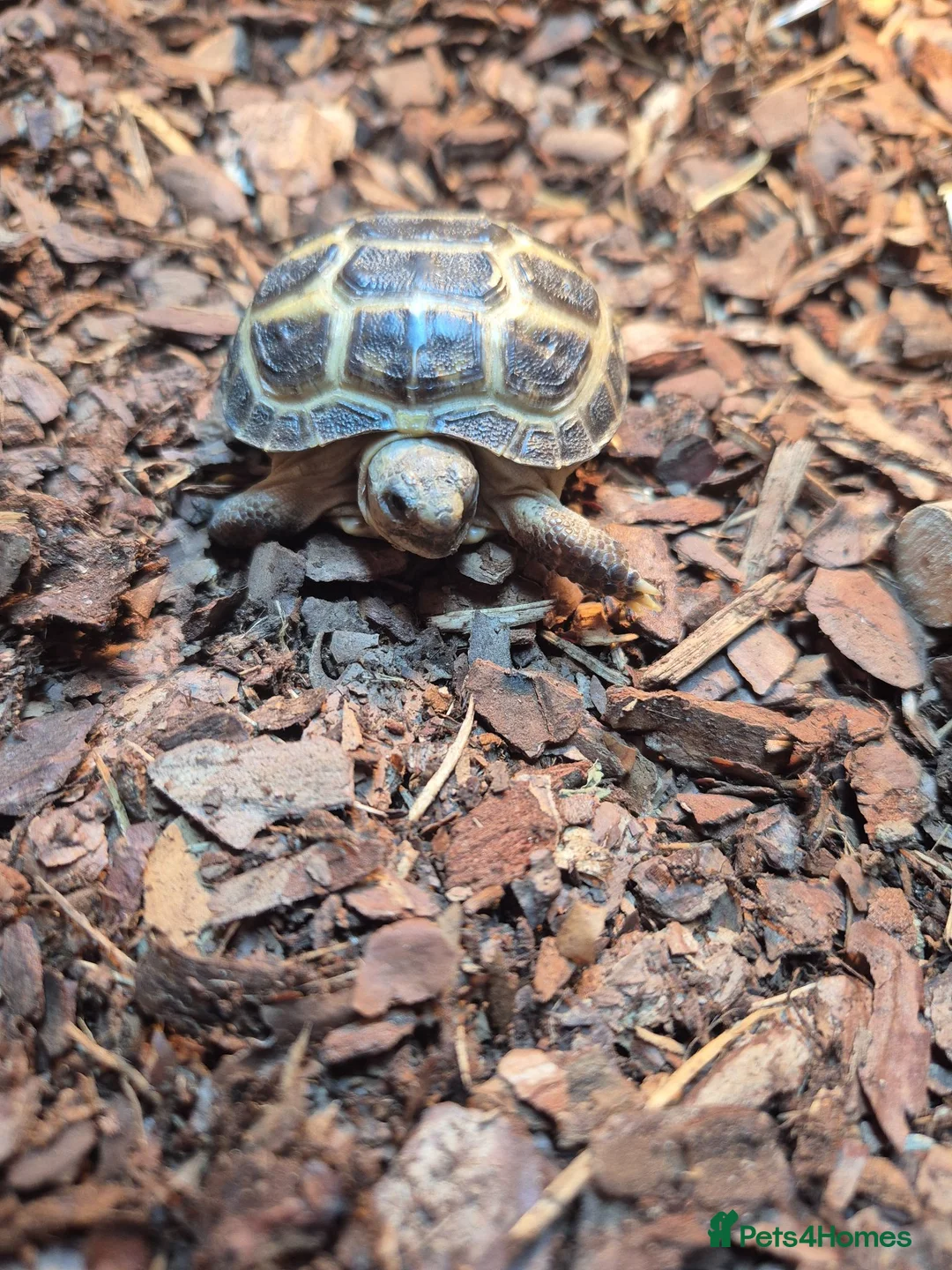 Tortoise reptiles for sale: Horsefield Tortoise in Stockton-on-Tees - Advert 2