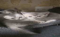 Scottish Fold cats for sale: Ready to leave cute kittens  - Image 3