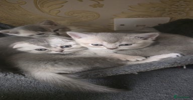 Scottish Fold cats - Advert 7