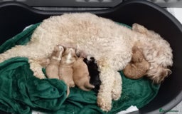 Cockapoo dogs for sale: Gorgous Cockerpoo Puppies - Image 17