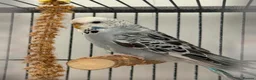 Budgerigars birds for sale: 4 young budgies and entire set up  in Newquay - Advert 4