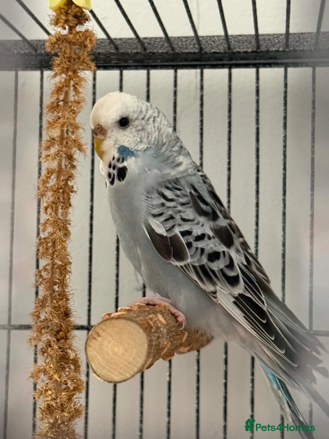 Budgerigars birds for sale: 4 young budgies and entire set up  in Newquay - Advert 4