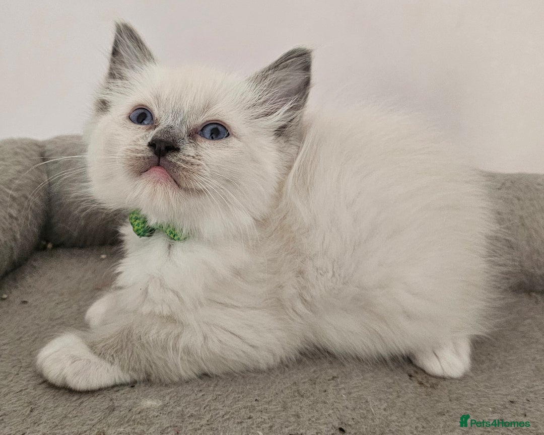 Ragdoll cats for sale: STUNNING GCCF CHAMPION SIRED KITTENS  - Image 19